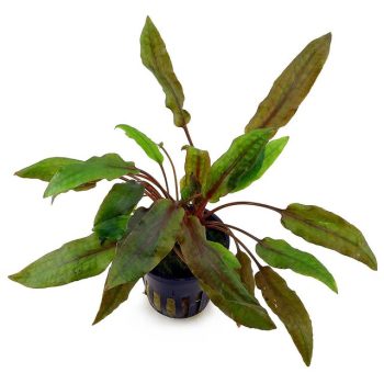 S.I Cryptocoryne wendtii ‘Mi Oya’ - Φυτά για Ενυδρεία
