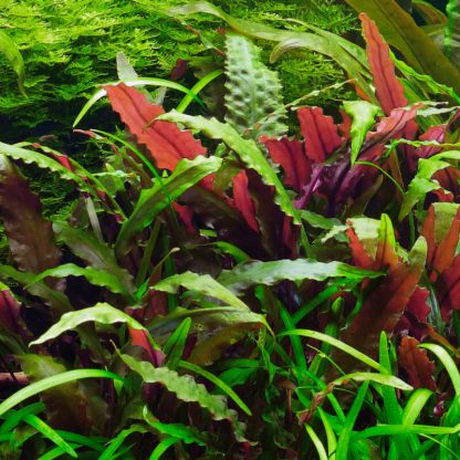 S.I Cryptocoryne wendtii ‘Mi Oya’ - Φυτά για Ενυδρεία