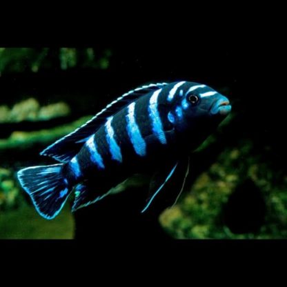 Chindongo demasoni - Demanson’s Cichlid S - Image 3