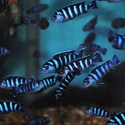 Chindongo demasoni - Demanson’s Cichlid S - Image 2