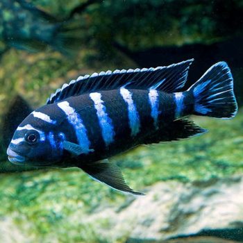 Chindongo demasoni – Demanson’s Cichlid 3.5cm - Ψάρια Γλυκού