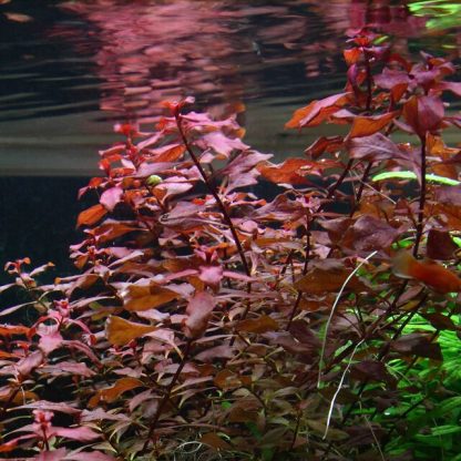 S.I Ludwigia palustris ‘Super Red’ - Φυτά για Ενυδρεία