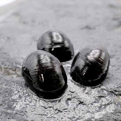 Neritina pulligera -Black King Kong Snail 2 cm - Ασπόνδυλα Γλυκού