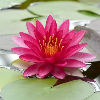 S.I Nymphaea Natura Coco “Attraction’ - Φυτά για Λίμνη