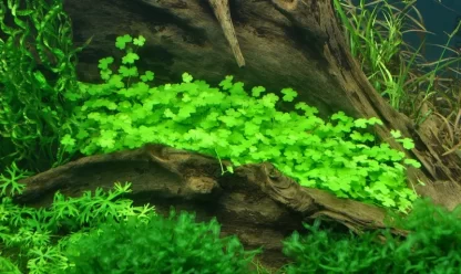 S.I Hydrocotyle tripartita - Φυτά για Ενυδρεία