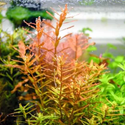 S.I Rotala rotundifolia ‘Orange Juice’ - Φυτά για Ενυδρεία