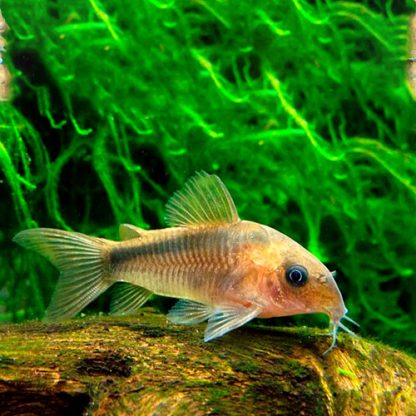 Corydoras rabauti - Rust cory 2.5cm