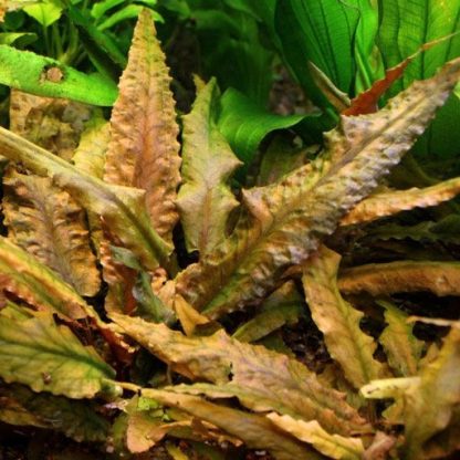 S.I Cryptocoryne undulata ‘Red’ - Φυτά για Ενυδρεία