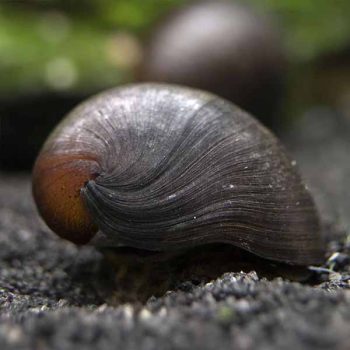 Neritina pulligera – Military Helmet Snail - Ασπόνδυλα Γλυκού