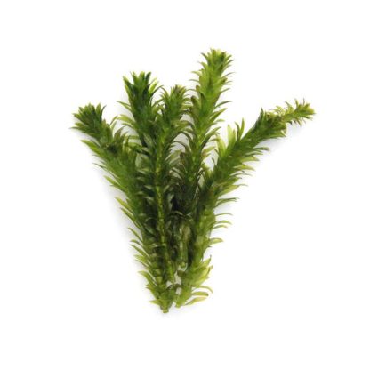 S.I Egeria densa (bund) - Φυτά για Ενυδρεία