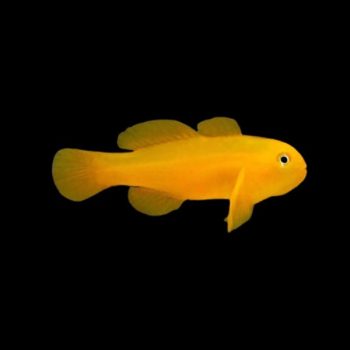 Gobiodon okinawae M - Yellow Coralgoby