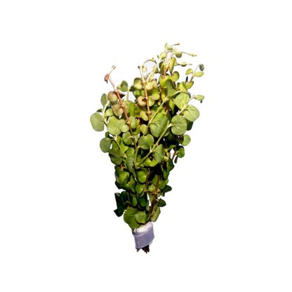 S.I Lysimachia nummularia ‘Aurea’ (bund) - Φυτά για Ενυδρεία