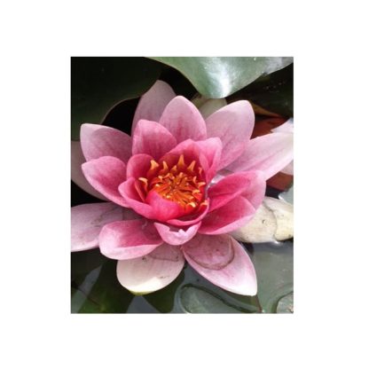 S.I Nymphaea Natura Coco “Fabiola’ - Φυτά για Ενυδρεία