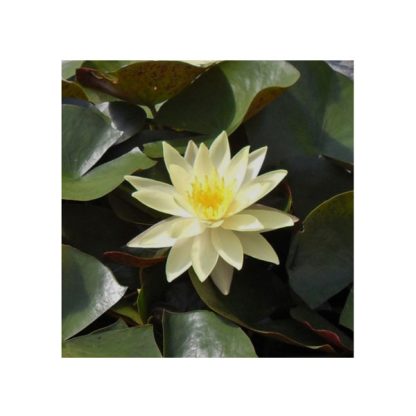 S.I Nymphaea Natura Coco “Sulphurea’ - Φυτά για Λίμνη