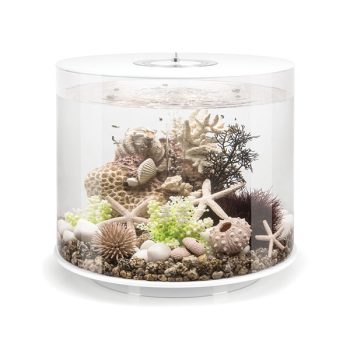 Tropica Bacopa Compact Pot In Single Package - Φυτά για Ενυδρεία