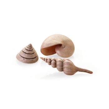 Oase Βiorb Sea Shells Set Natural - Τεχνητά Διακοσμητικά