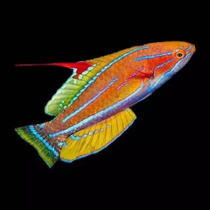 Paracheilinus flavianalis M  (Male) – Yellow-fin Flasher-wrasse - Ψάρια Θαλασσινού