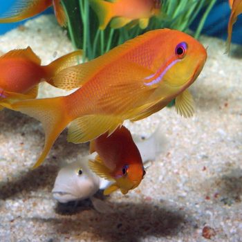 Cirrhilabrus aurantidorsalis M – Orangeback Fairy Wrasse - Ψάρια Θαλασσινού