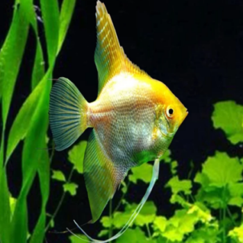Pterophyllum scalare - Golden Blushing Angelfish