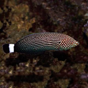 Anampses lineatus - Lined Wrasse M