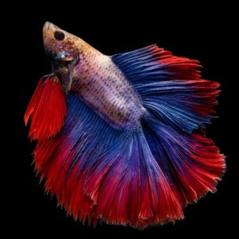 Betta splendens - Siamese Fighting Fish Tri-color