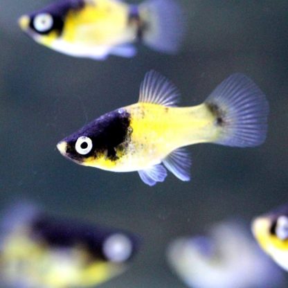 Xiphophorus maculatus – Bumblebee Platy M - Sales