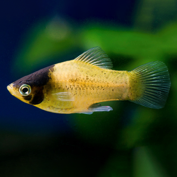 Carassius auratus -Red Black Apache Oranda 8-9 cm - Ψάρια Γλυκού