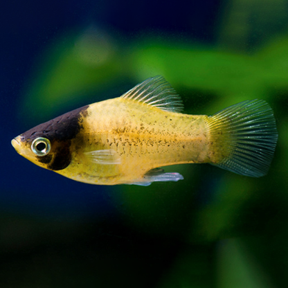 Xiphophorus maculatus – Bumblebee Platy M - Sales