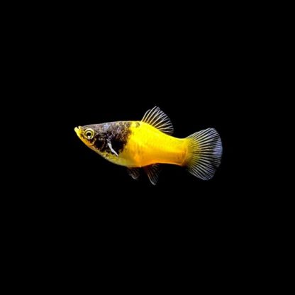 Xiphophorus maculatus – Bumblebee Platy M - Sales