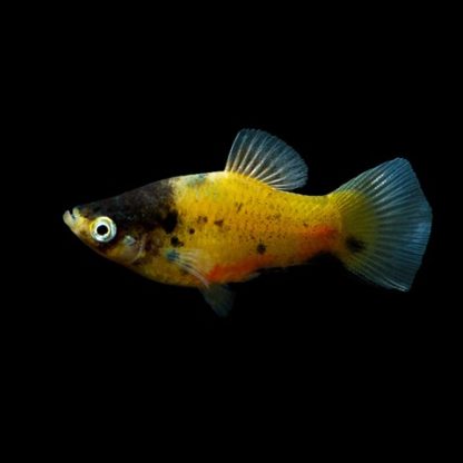 Xiphophorus maculatus – Bumblebee Platy M - Ψάρια Γλυκού