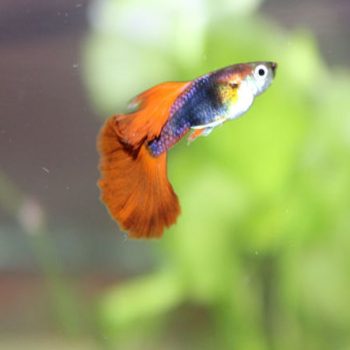 Poecilia reticulata-Guppy Red Dragon Male 3cm
