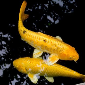 Cyprinus carpio – Yellow Koi A 10cm - Ψάρια Γλυκού
