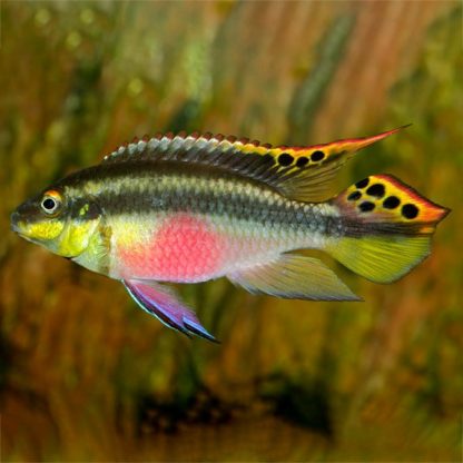 Pelvicachromis pulcher – Kribensis M - Ψάρια Γλυκού