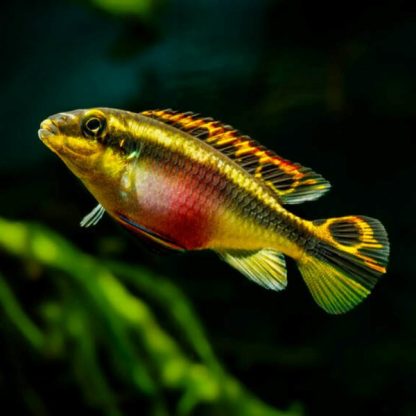 Pelvicachromis pulcher – Kribensis M - Ψάρια Γλυκού