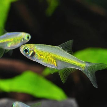 Microdevario kubotai M – Neon Green Rasbora M - Ψάρια Γλυκού