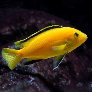 Labidochromis caeruleus – Lemon Yellow Lab  4-5 cm - Ψάρια Γλυκού