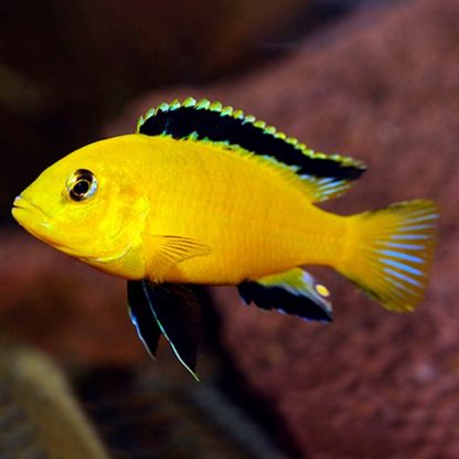 Labidochromis caeruleus – Lemon Yellow Lab  4-5 cm - Ψάρια Γλυκού