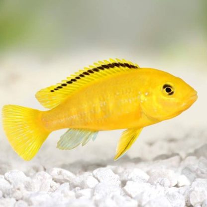 Labidochromis caeruleus – Lemon Yellow Lab  4-5 cm - Ψάρια Γλυκού