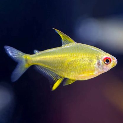 Hyphessobrycon pulchripinnis – Lemon Tetra M 2-3cm - Ψάρια Γλυκού