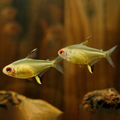 Hyphessobrycon pulchripinnis – Lemon Tetra M 2-3cm - Ψάρια Γλυκού