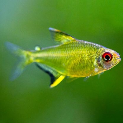 Hyphessobrycon pulchripinnis – Lemon Tetra M 2-3cm - Ψάρια Γλυκού