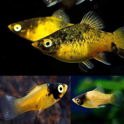 Xiphophorus maculatus – Bumblebee Platy M - Ψάρια Γλυκού