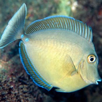 Naso unicornis Juv - Bluespine Unicornfish