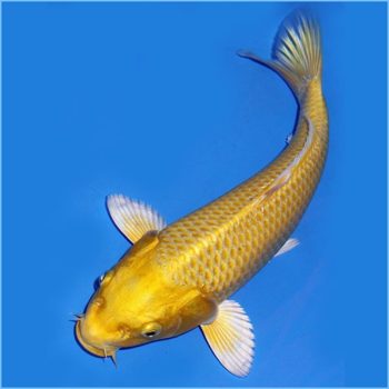 Cyprinus carpio – Ogon Koi 12.5cm - Ψάρια Γλυκού