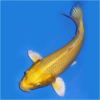 Cyprinus carpio – Ogon Koi 10cm - Ψάρια Γλυκού