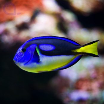 Paracanthurus hepatus S – Blue Tang (Yellow Belly) - Ψάρια Θαλασσινού