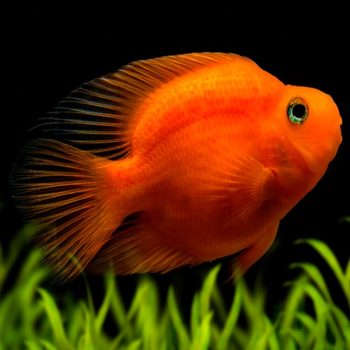 Cichlasoma sp. – Red Parrot A Grade 6cm - Sales