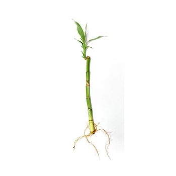 S.I Lucky Bamboo +/- 25 cm - Φυτά για Λίμνη
