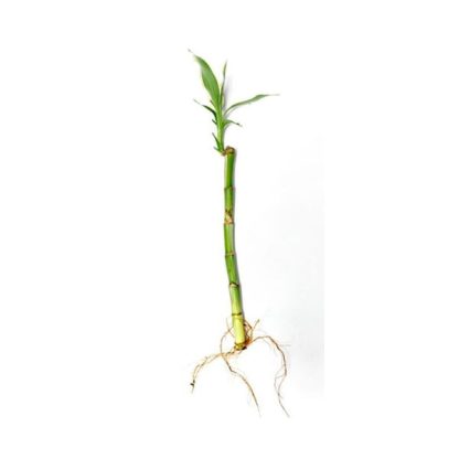 S.I Lucky Bamboo +/- 25 cm - Φυτά για Ενυδρεία