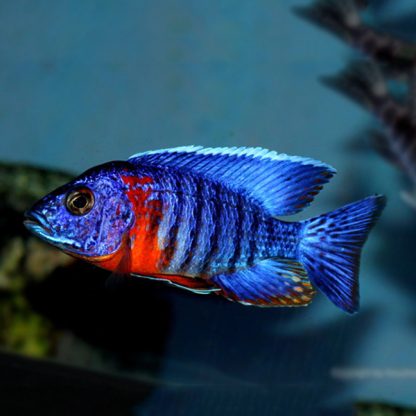 Aulonocara hansbaenschi – Red Shoulder Peacock 10cm - Ψάρια Γλυκού